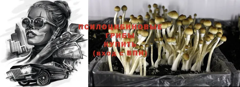 Галлюциногенные грибы MAGIC MUSHROOMS  Шумиха 